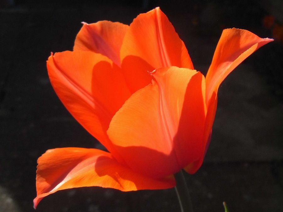 tulipatempleofbeauty