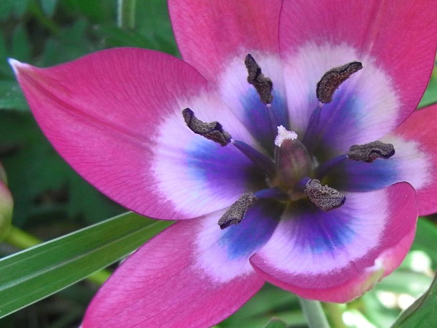 Beautiful Tulip recommended by garden designer Anna McArthur